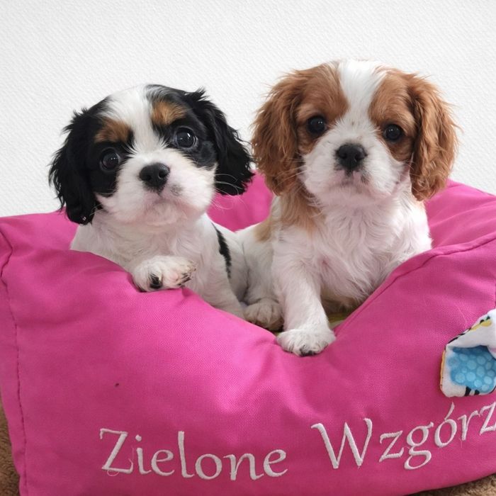 Cavalier suczka wychowana przez behawioryste.