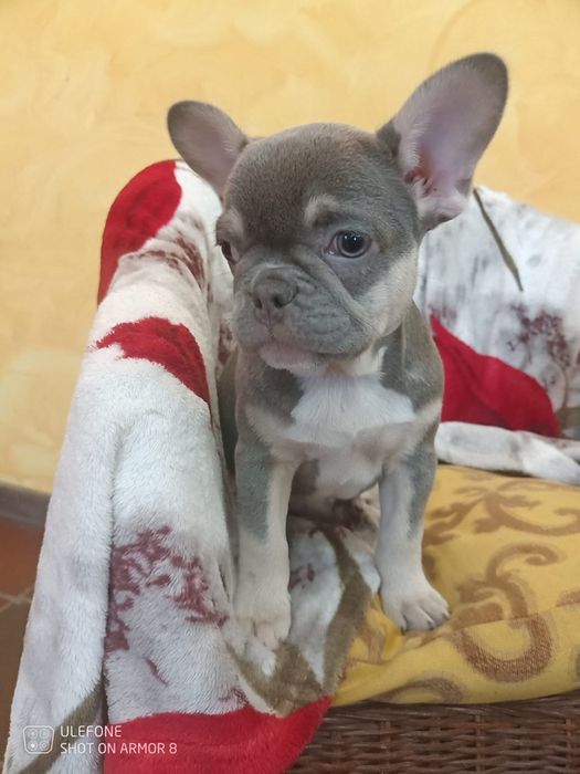 Bulldog francês Bulldog lilac tan. Fémea