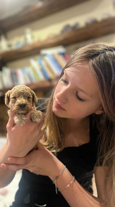 Maltipoo pudel piesek suczka z rodowodem wychowane z dziećmi
