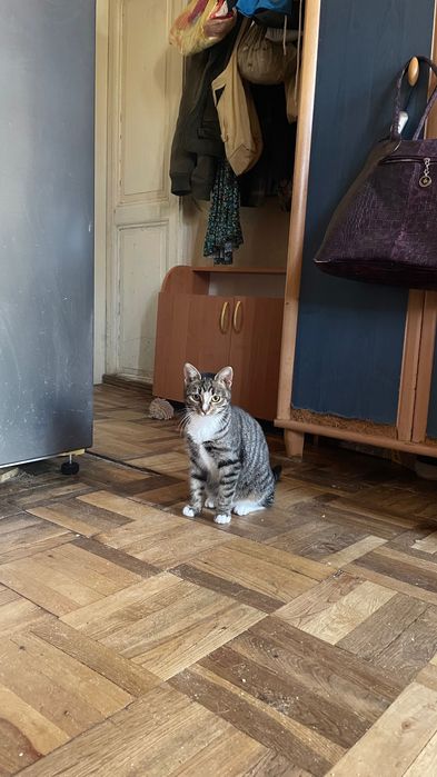 Приезжайте в приют выбирать котика