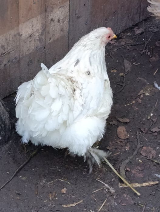 Para Kochina Miniaturowego