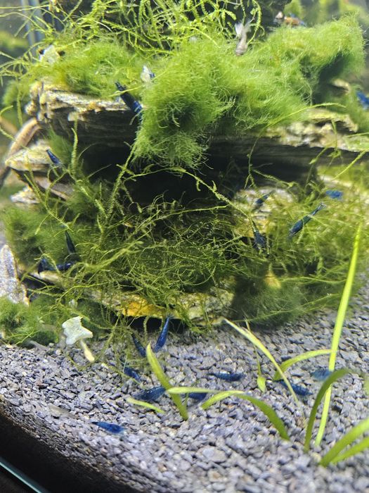 Krewetki blue velvet