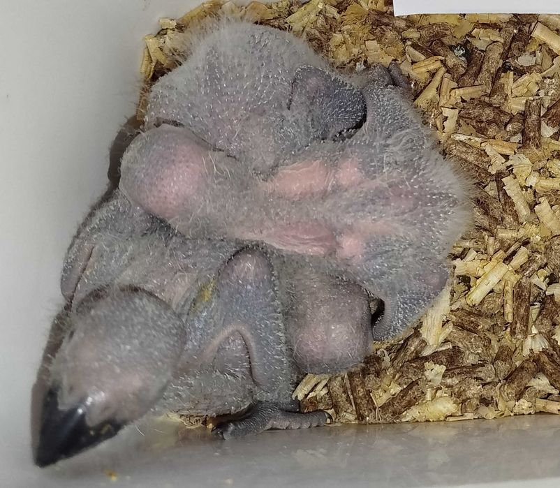 Papagaios cinzentos Bebés