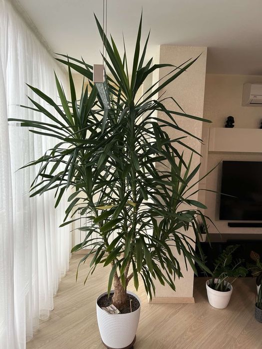 Цветок ЮККА высота 240 см.