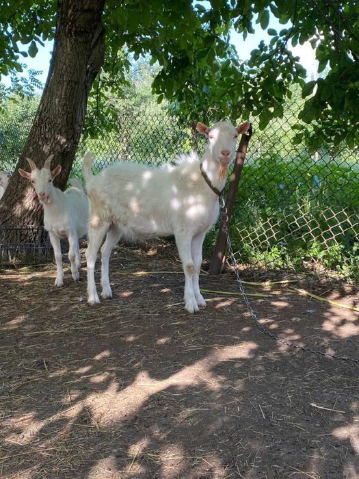 Продамо кози, козенята, цапки