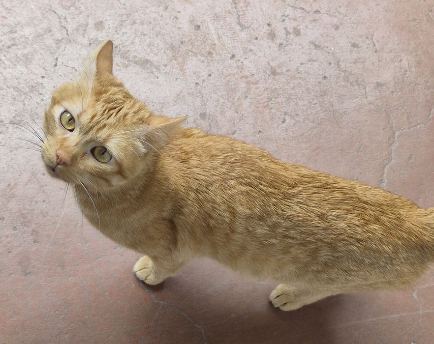 Gatinho para adocao