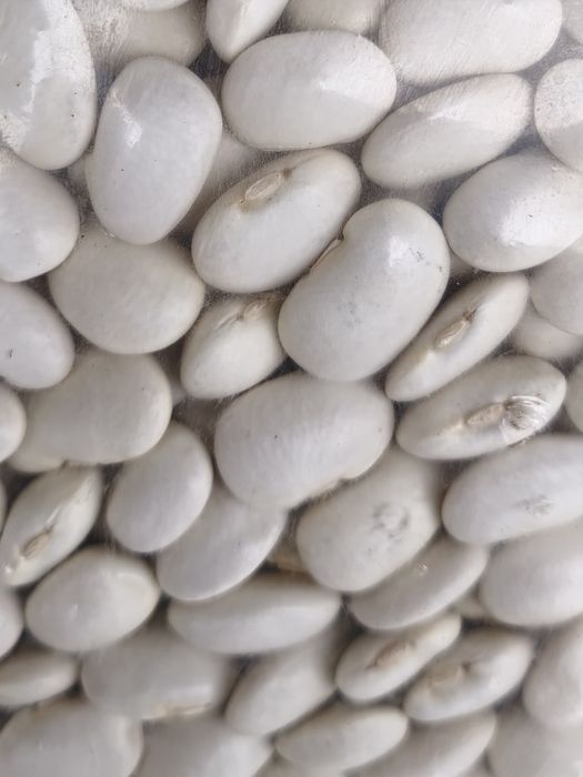 Fasola Jaś karłowy suchy