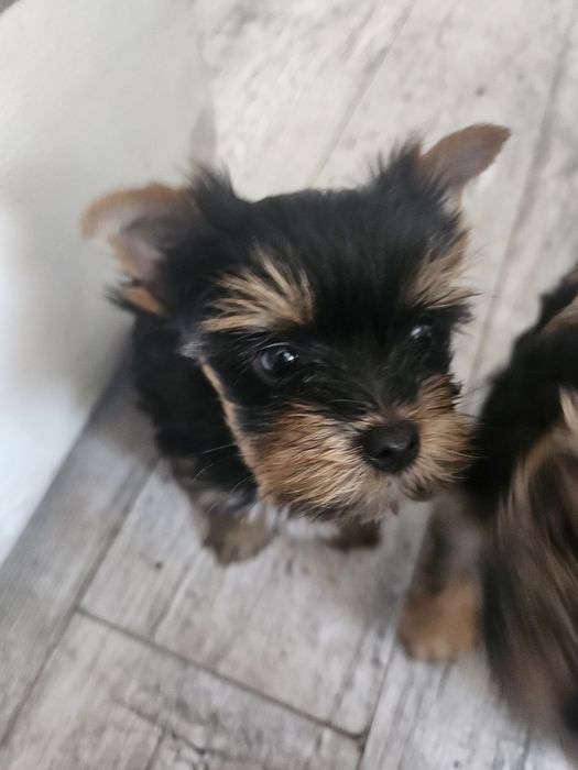 Yorkschire terrier