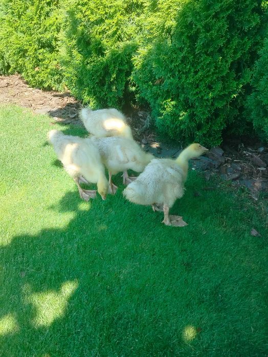 Sprzedam młode gęsi