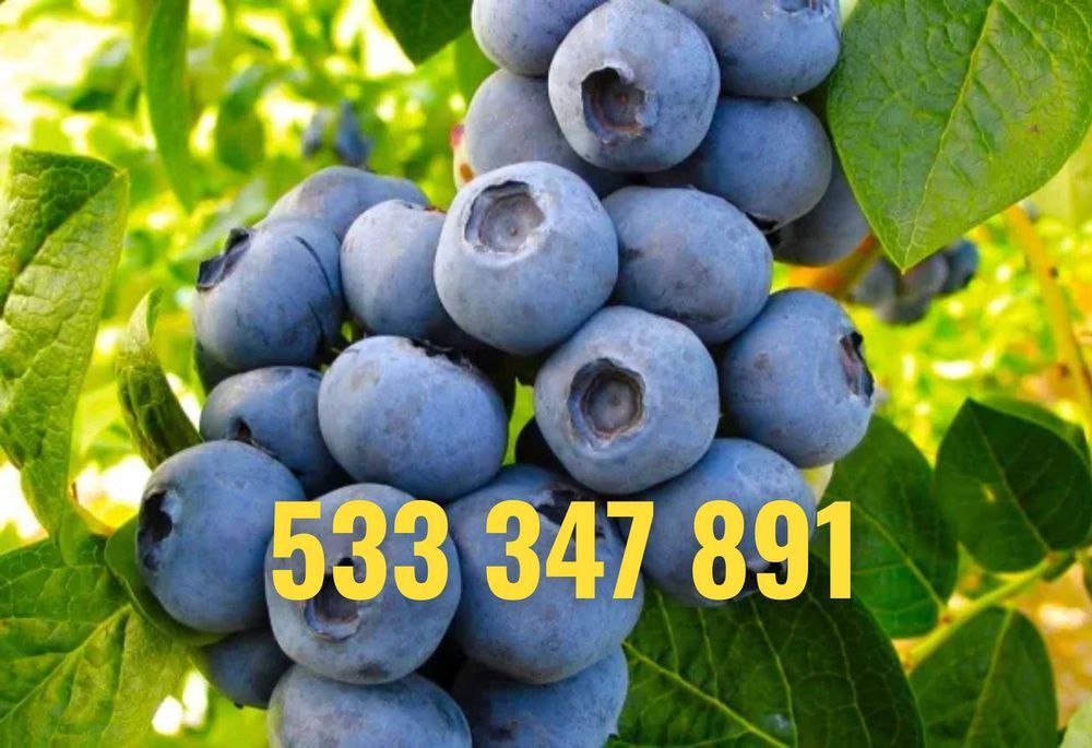 BORÓWKA AMERYKAŃSKA 4-letnia DOSTAWA gratis cały kraj