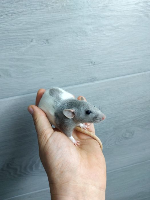 Szczur Szczury Szczurki Cudowne Maluchy Dowóz