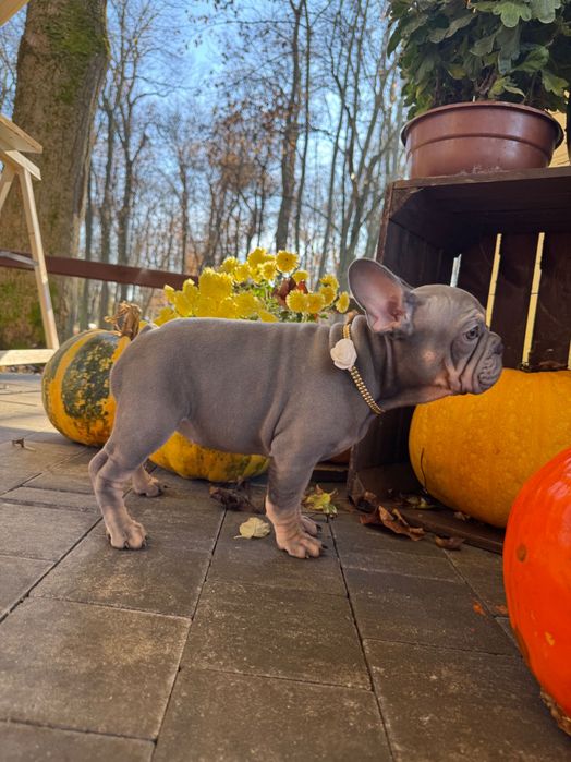 Buldog Francuski dziewczynka Lilac tan