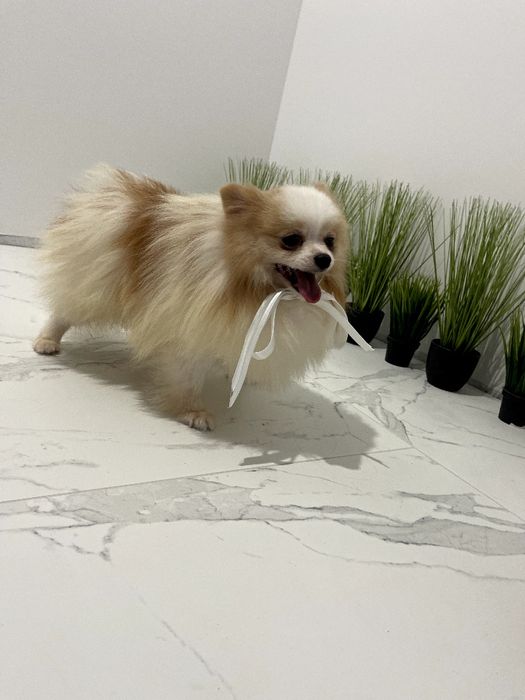 Померанські шпіци  чарівні крихітки чекають на вас