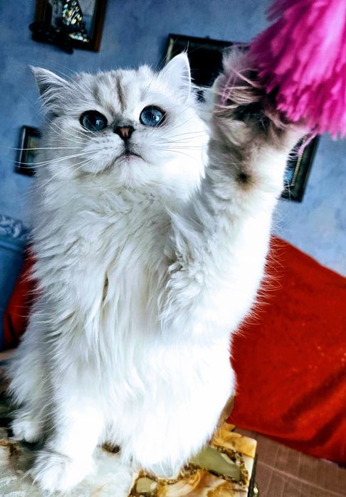 Brytyjski  piękny point kocur długowłosy  błękitnooki