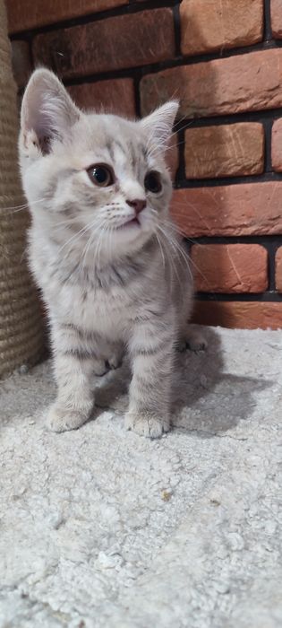 Kotka brytyjska liliowa pręgowana