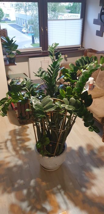 Zamiokulkas ogromny  XXXXL