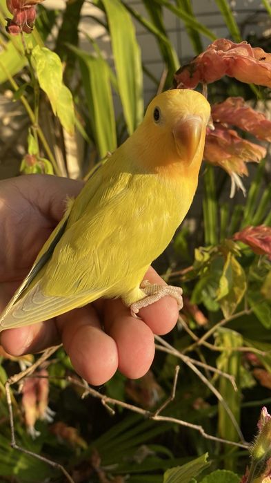Agapornis domesticado