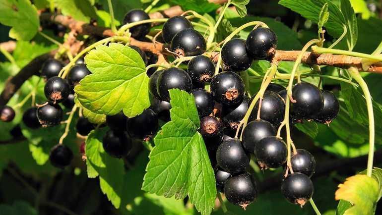 Саджанці смородини (червона, чорна, біла)/ Саженцы смородины