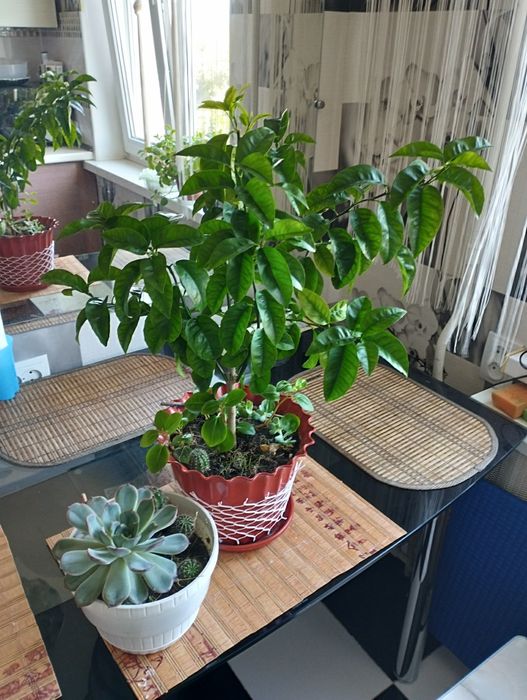 Продам кімнатні рослини. Фікус, пальми, цитрусові