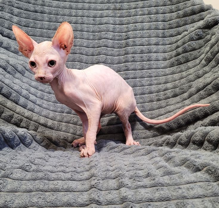 Gatinho sphynx rosa