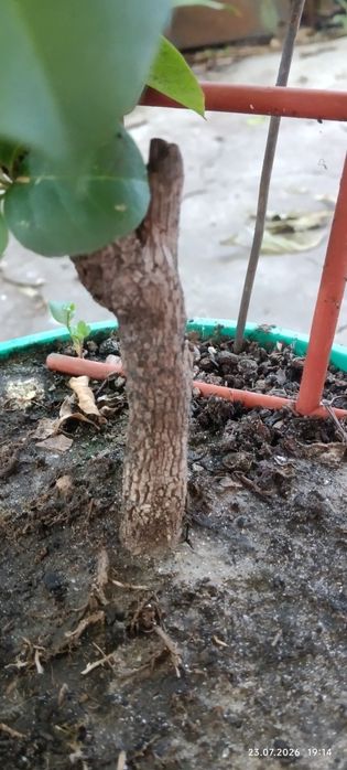 Бугенвілія  бугенвиллия червона