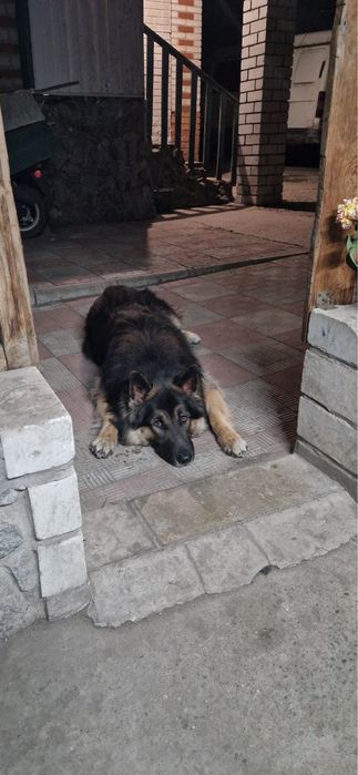 Вʼязка. Кобель німецької вівчарки