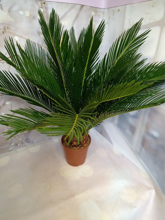 Цикас,різні розміри