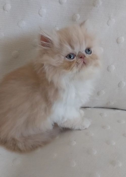 Gatinho persa Uma perfeição