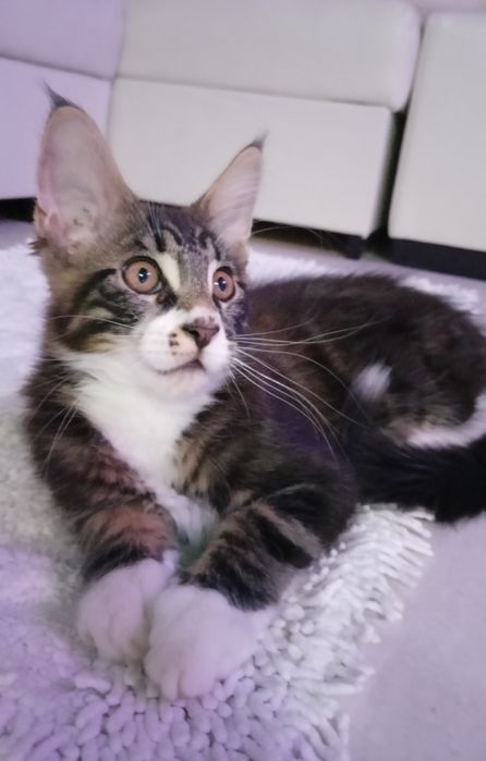 Чистокровні кошенята Мейн кун