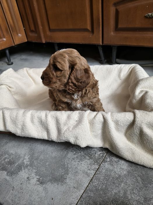 Cockapoo/chłopczyk Astor/ Cocker spaniel angielski/Pudel miniaturowy