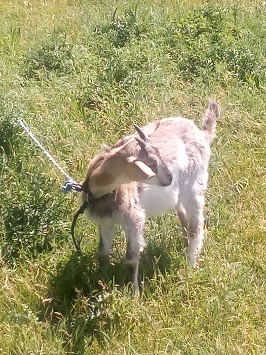 Продам козочек,недорого