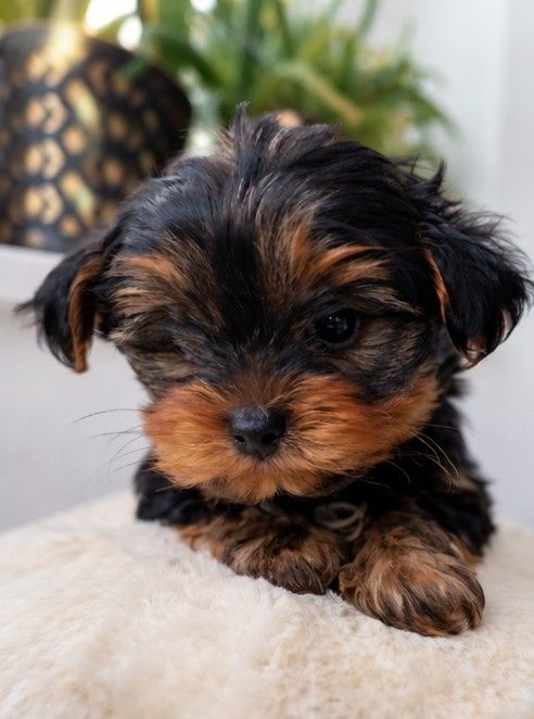 Piesek York mini rezerwacja