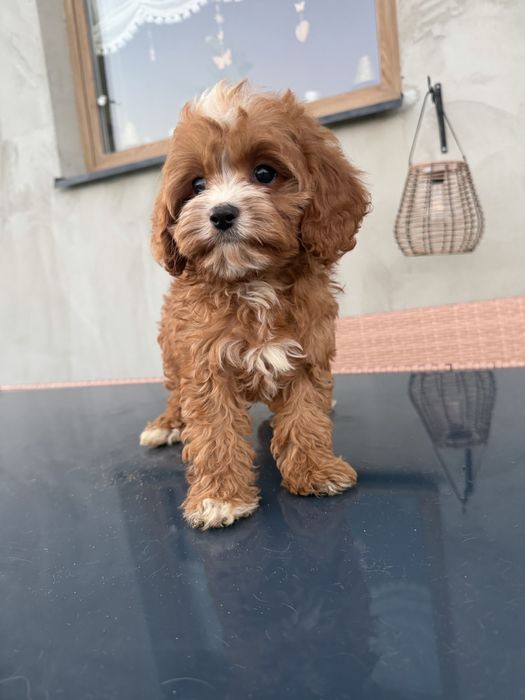 Piesek cavapoo slodziak