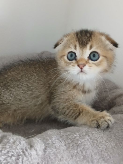 Scottish Fold Macho