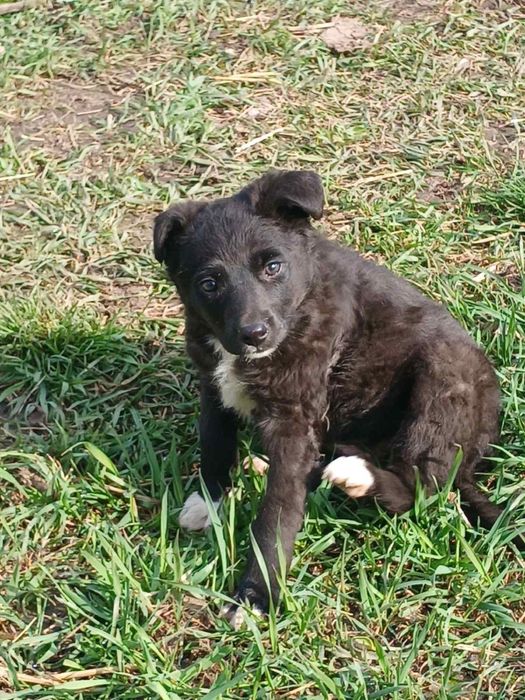Дарсі шукає дім! Вік 2 місяці