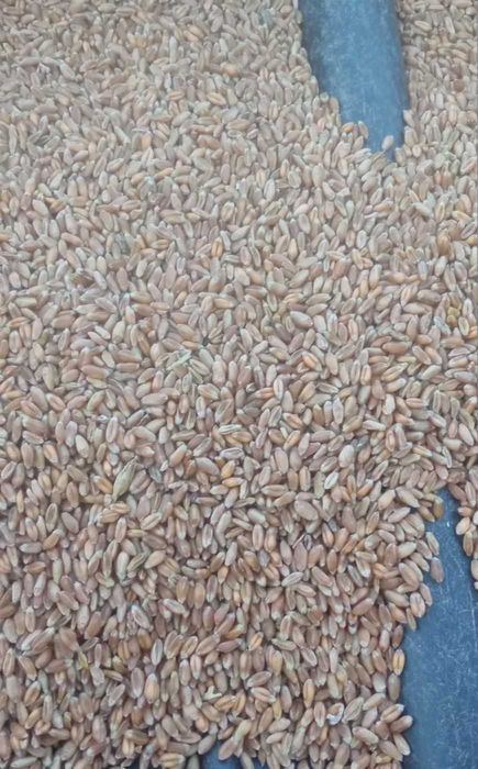 Sprzedam pszenicę jarą