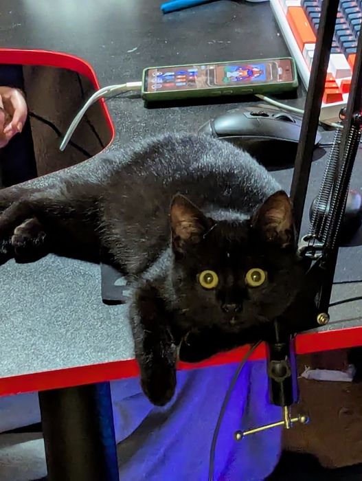 Чорний котик в добрі руки (привеземо в любе місто)