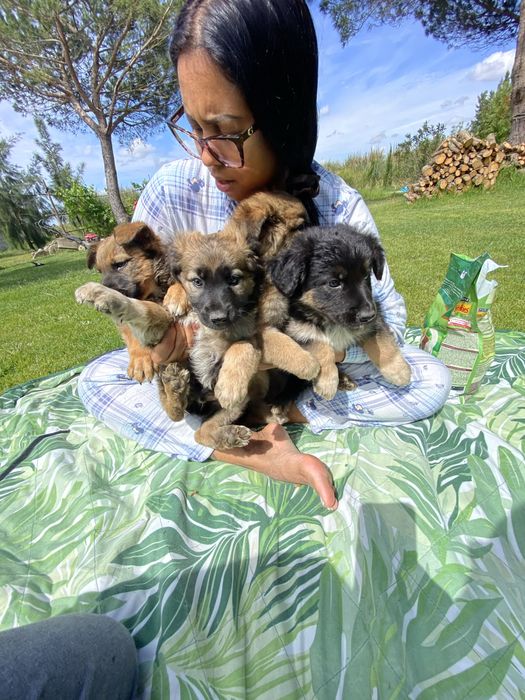 Doacao de cachorros