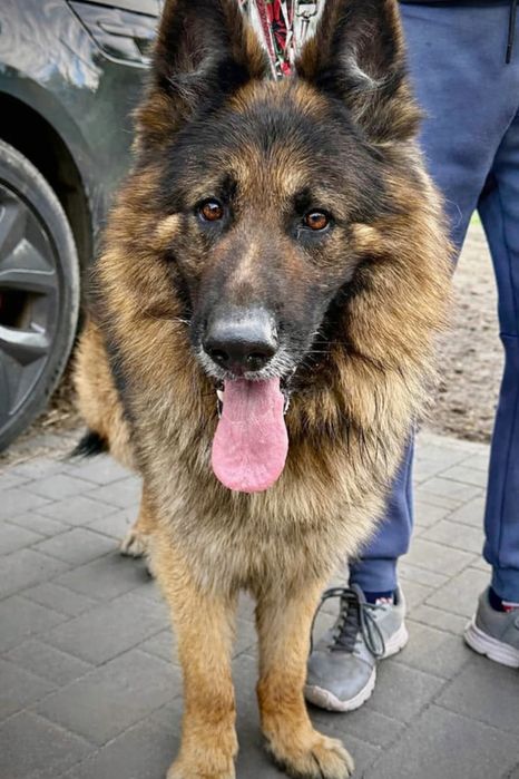 Kimor – serce pełne miłości, które czeka na swojego człowieka