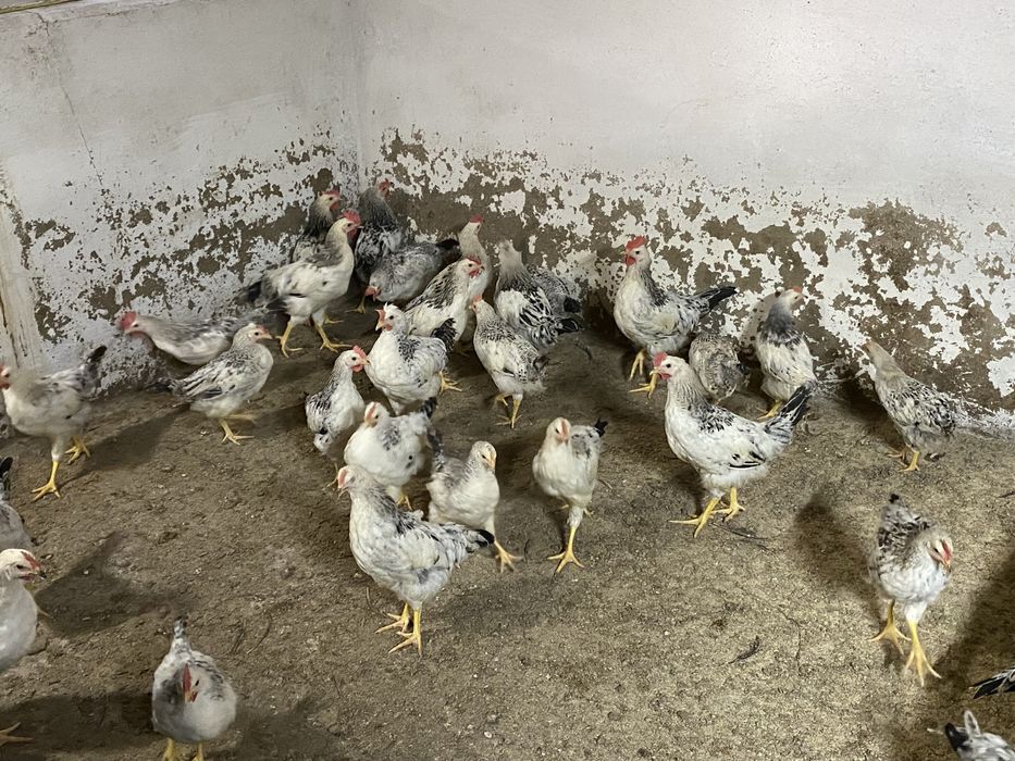 Продам курей , курчат домінантів