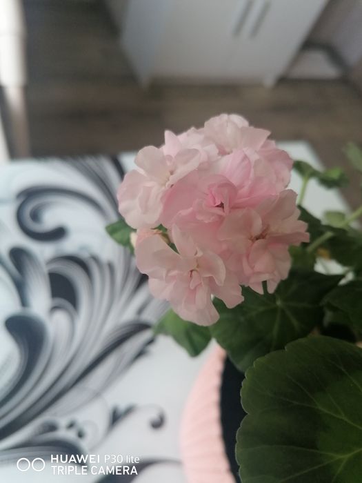 Пеларгонія Malins parla