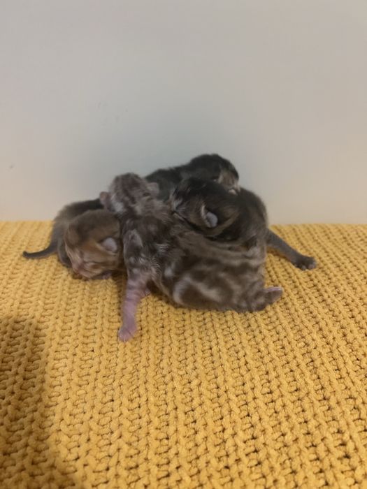 Британські котенята котики кошенята