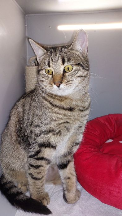 Котик в добрі ручки!