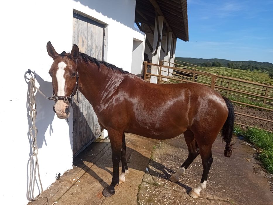 Egua com 14 anos Montada