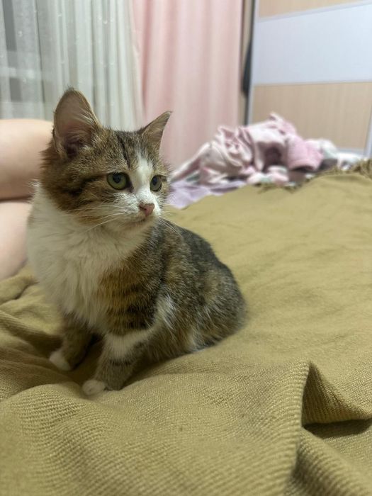 Кошеня мініатюрних розміріа