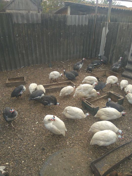 Продам цесарок белых, серых, голубых