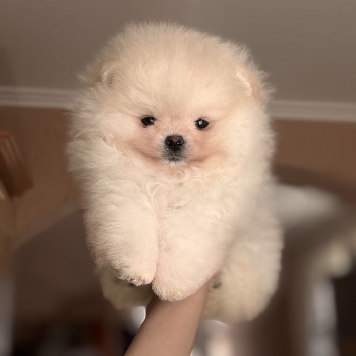 супер ведмедик шоу Классу