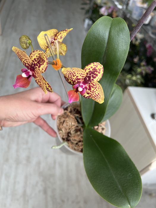 Продам орхідею Lucky Leopard