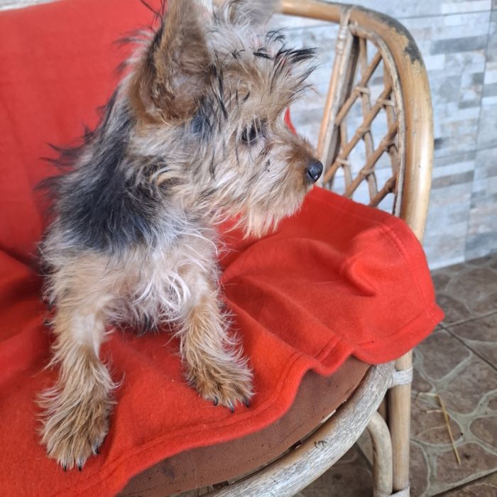 Yorkshire terrier rodowód +wyprawka
