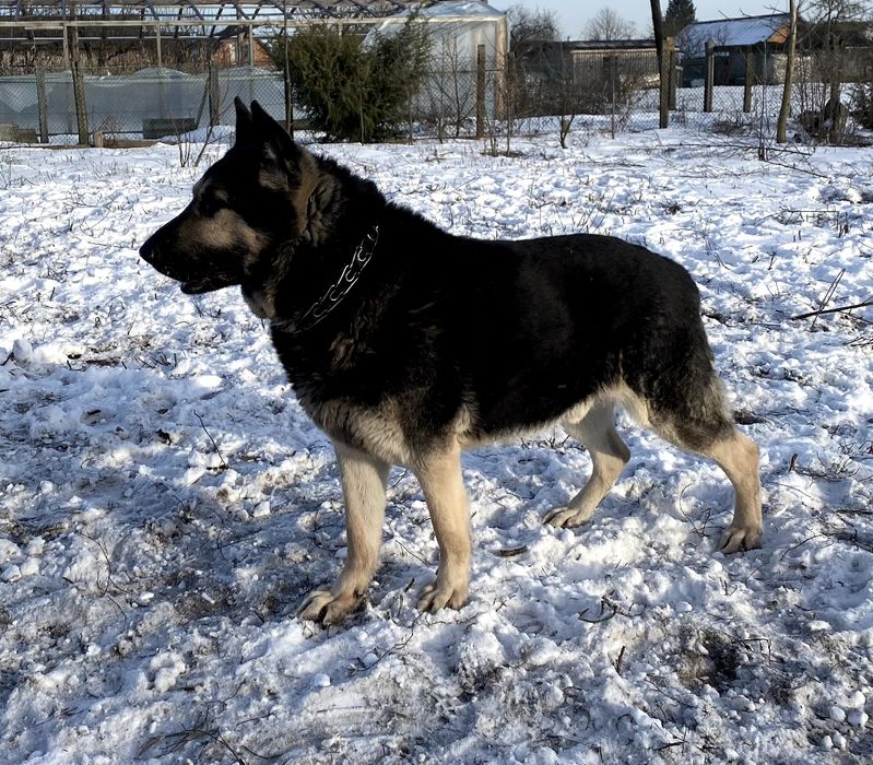 Східноєвропейська вівчарка ! ( В'ЯЗКА )